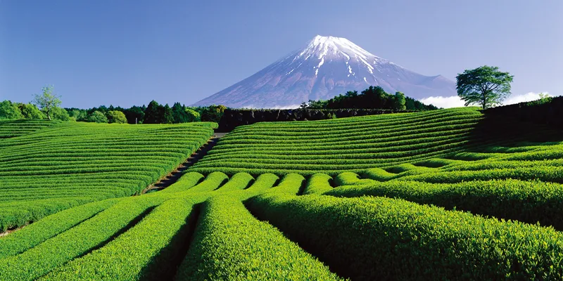 Tea plantations and Mt. Fuji
